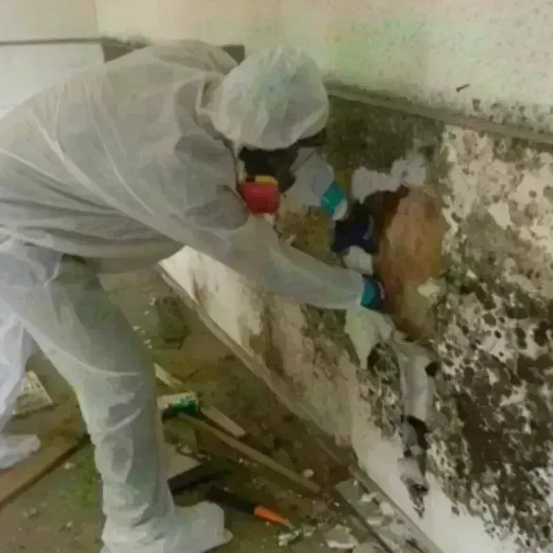 Mold Remediation and Removal in White Sulphur Springs, WV